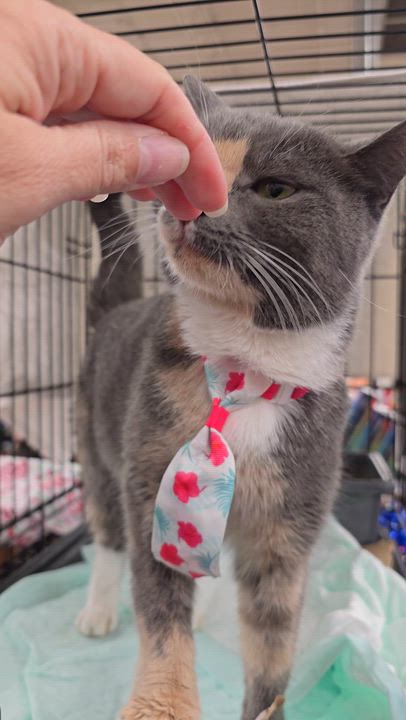 Enlarge Ivy, a Adoptable Calico in Perth Amboy , NJ video 5/6