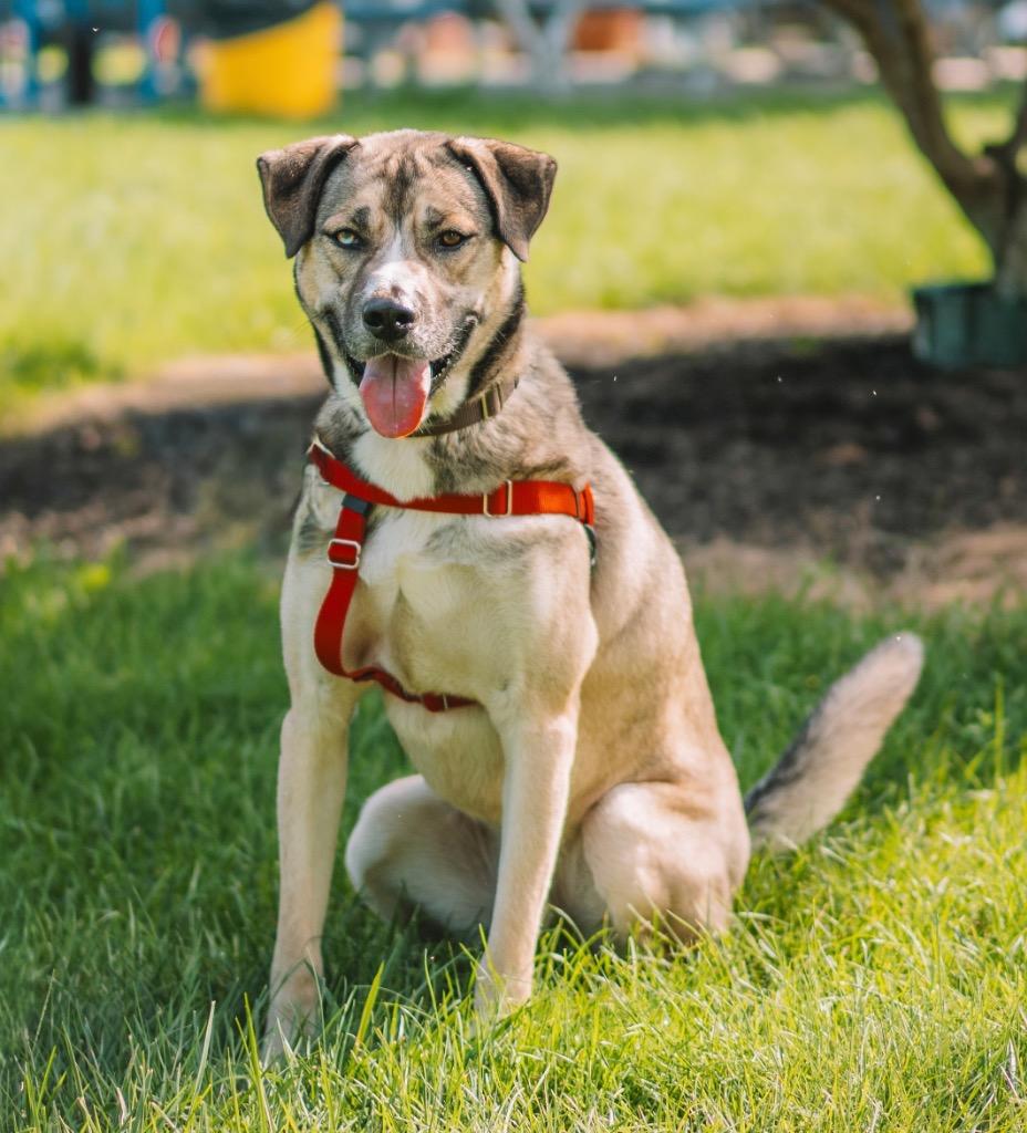 Cargo, Adoptable, Adult Male Shepherd & Husky.