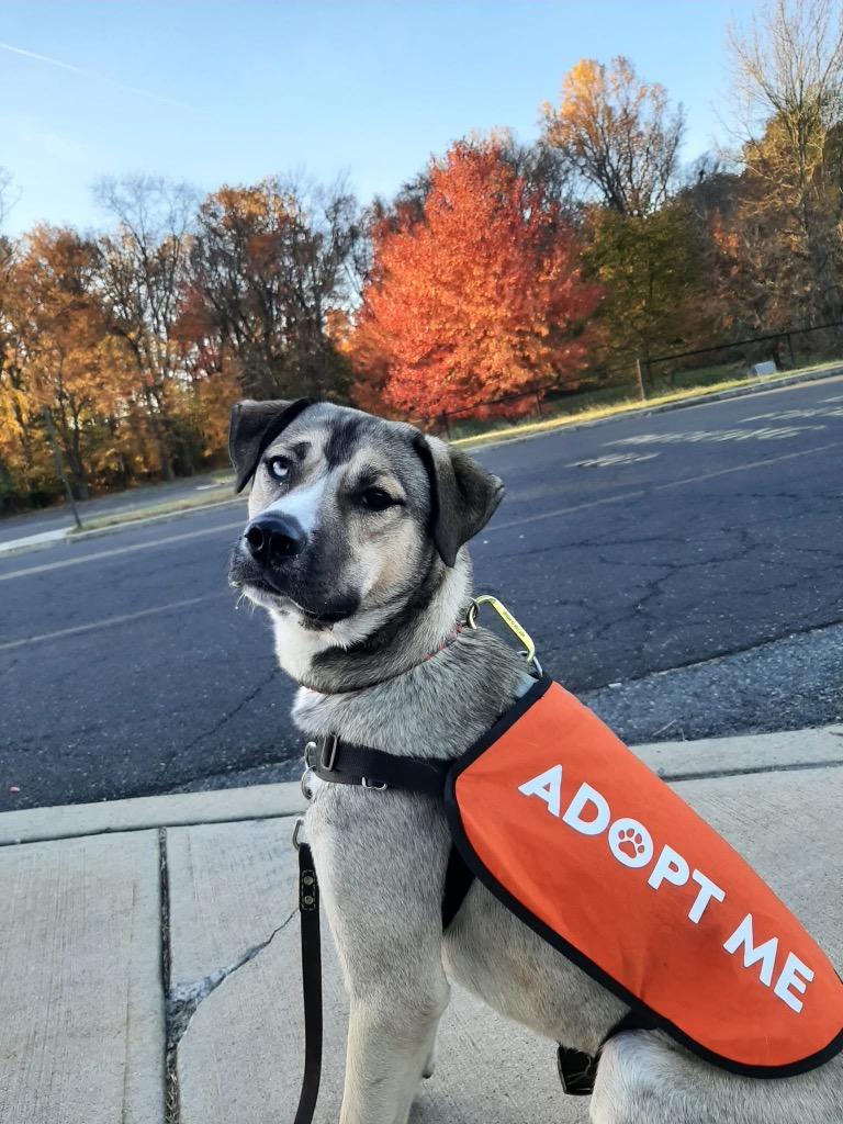 Cargo, Adoptable, Adult Male Shepherd & Husky.