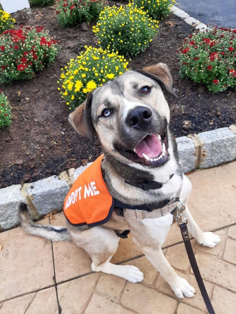 Enlarge Cargo, a Adoptable mixed breed in Ewing, NJ image 2/5