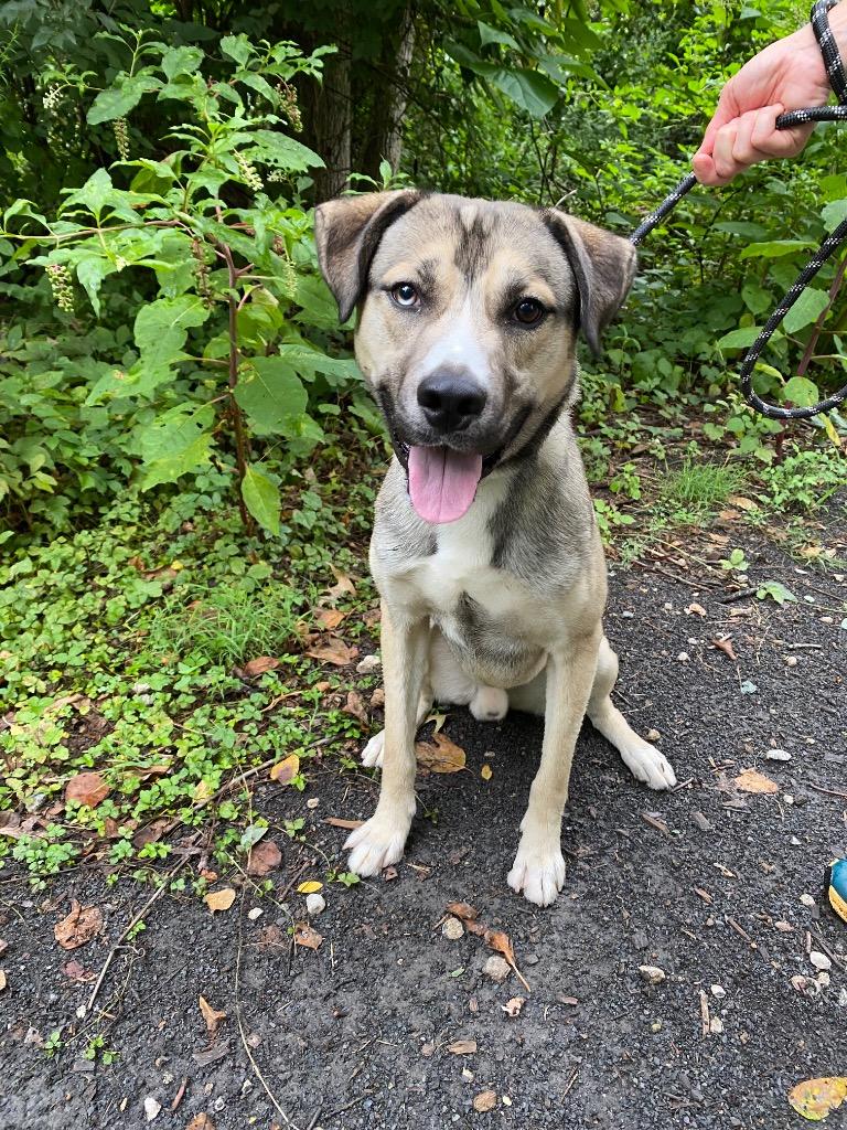 Enlarge Cargo, a Adoptable mixed breed in Ewing, NJ image 2/6