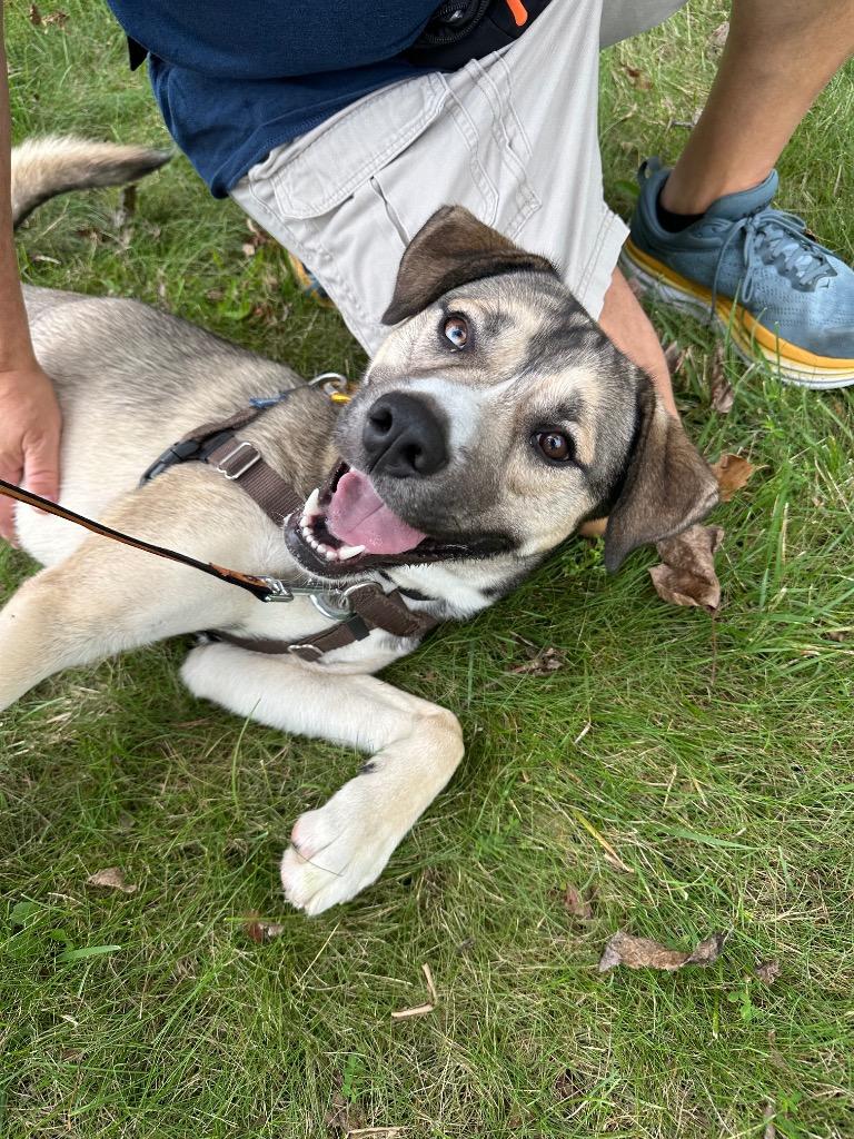 Enlarge Cargo, a Adoptable mixed breed in Ewing, NJ image 3/6