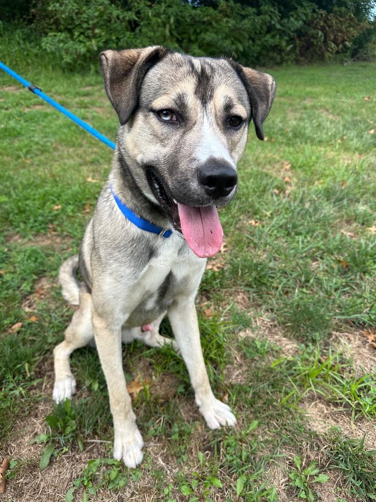 Enlarge Cargo, a Adoptable mixed breed in Ewing, NJ image 4/6