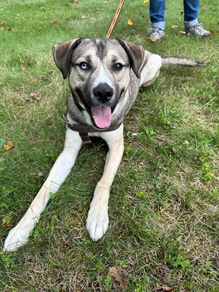 Cargo, a Adoptable mixed breed in Ewing, NJ image 4/5