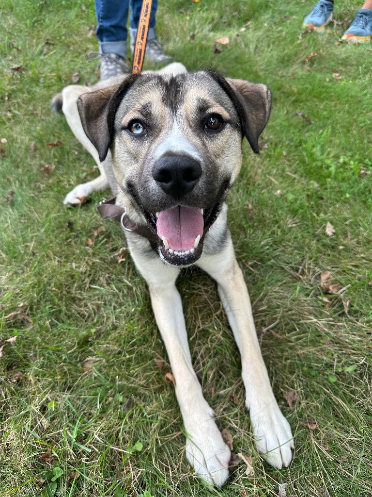 Cargo, a Adoptable mixed breed in Ewing, NJ image 5/5
