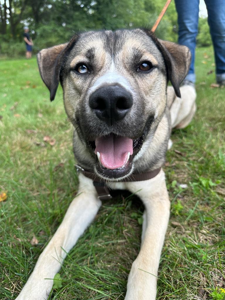 Enlarge Cargo, a Adoptable mixed breed in Ewing, NJ image 5/5