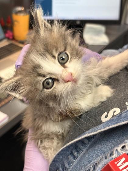 Trin, Adoptable, Kitten Male Domestic Long Hair & Domestic Short Hair.