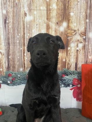 Jill, Adoptable, Puppy Female Retriever & Mixed Breed.