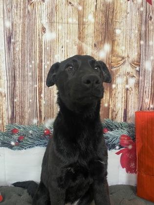 Enlarge Jill, a Adoptable mixed breed in Cedar Hill, TX image 3/3