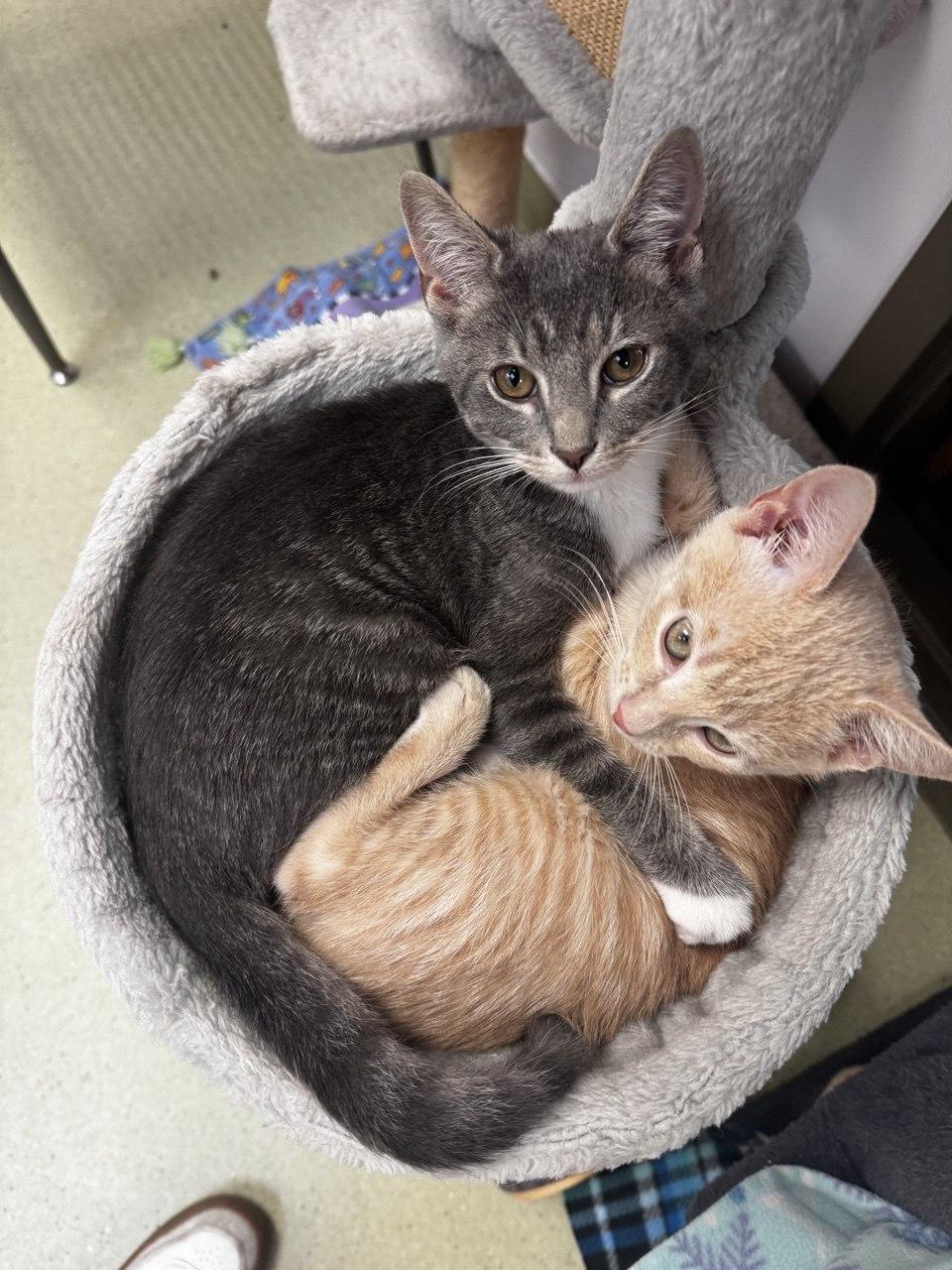 Martin & Carlin, ADOPTABLE, Kitten Male Domestic Short Hair.
