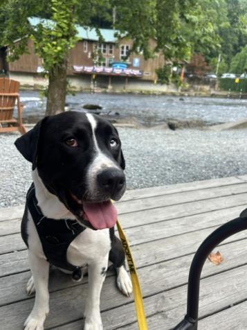GRAHAM, Adoptable, Adult Male Mixed Breed.