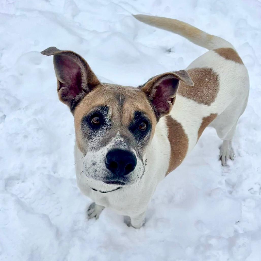 Dutchess, a Adoptable Mixed Breed in Deerfield, IL image 1/3
