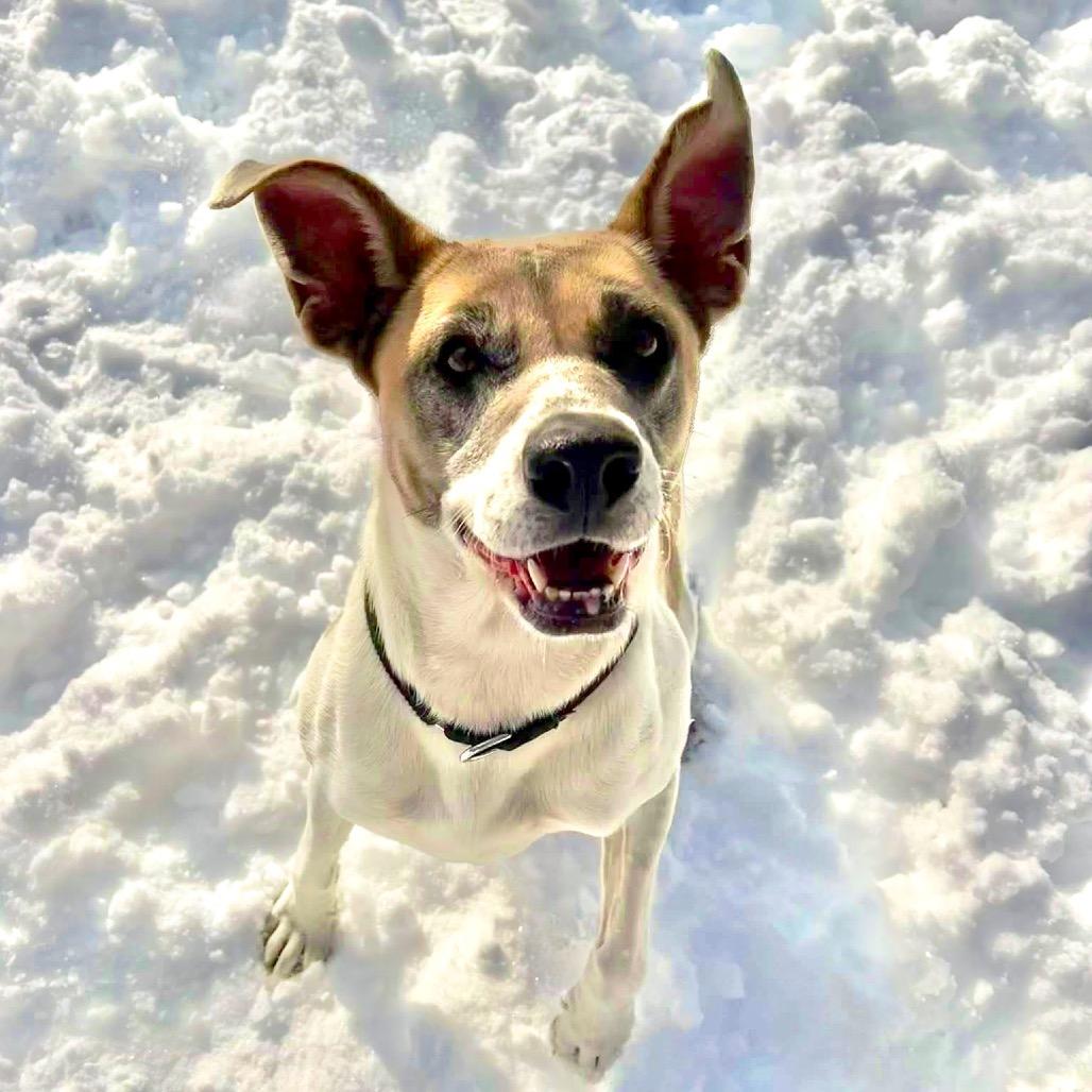 Dutchess — thumbnail 3