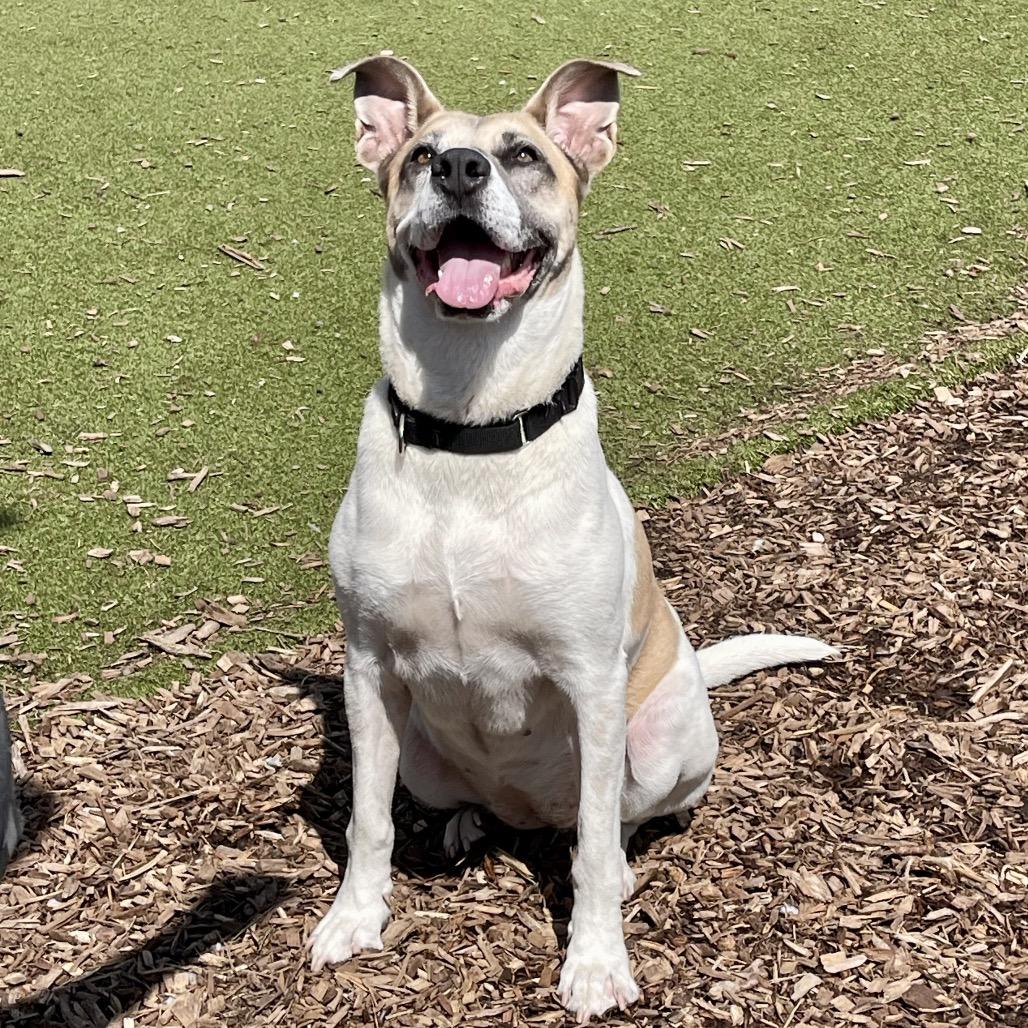 Dutchess, a Adoptable Mixed Breed in Deerfield, IL image 2/3