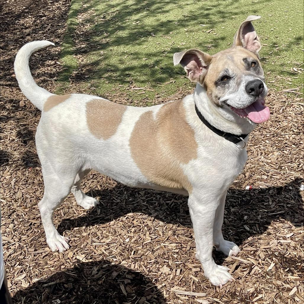 Dutchess, a Adoptable Mixed Breed in Deerfield, IL image 3/3