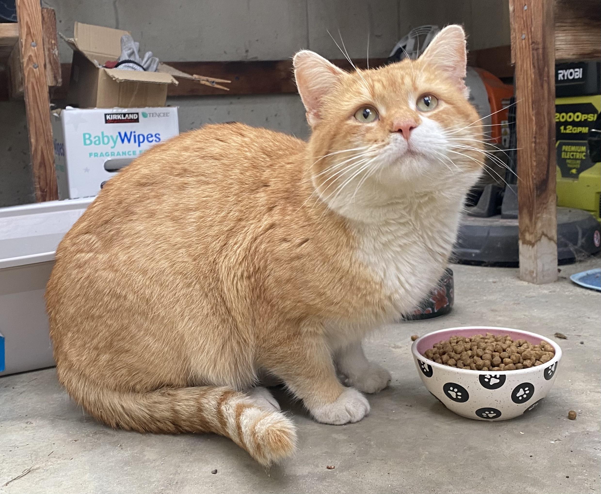 Enlarge Louie, aka Dreamsicle aka Creamsicle, an adopted mixed breed in Plain City, OH image 2/6
