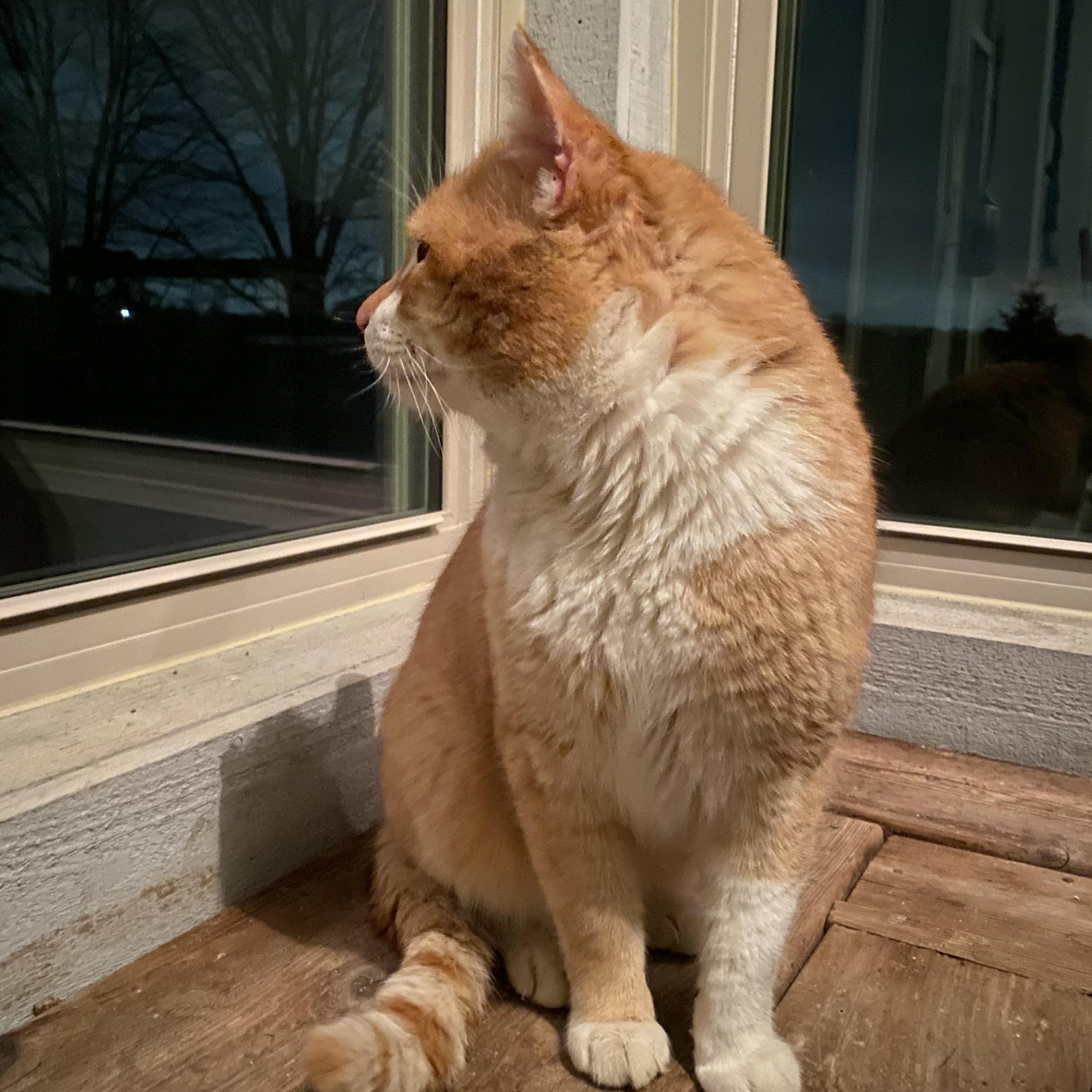 Enlarge Louie, aka Dreamsicle aka Creamsicle, an adopted mixed breed in Plain City, OH image 3/6