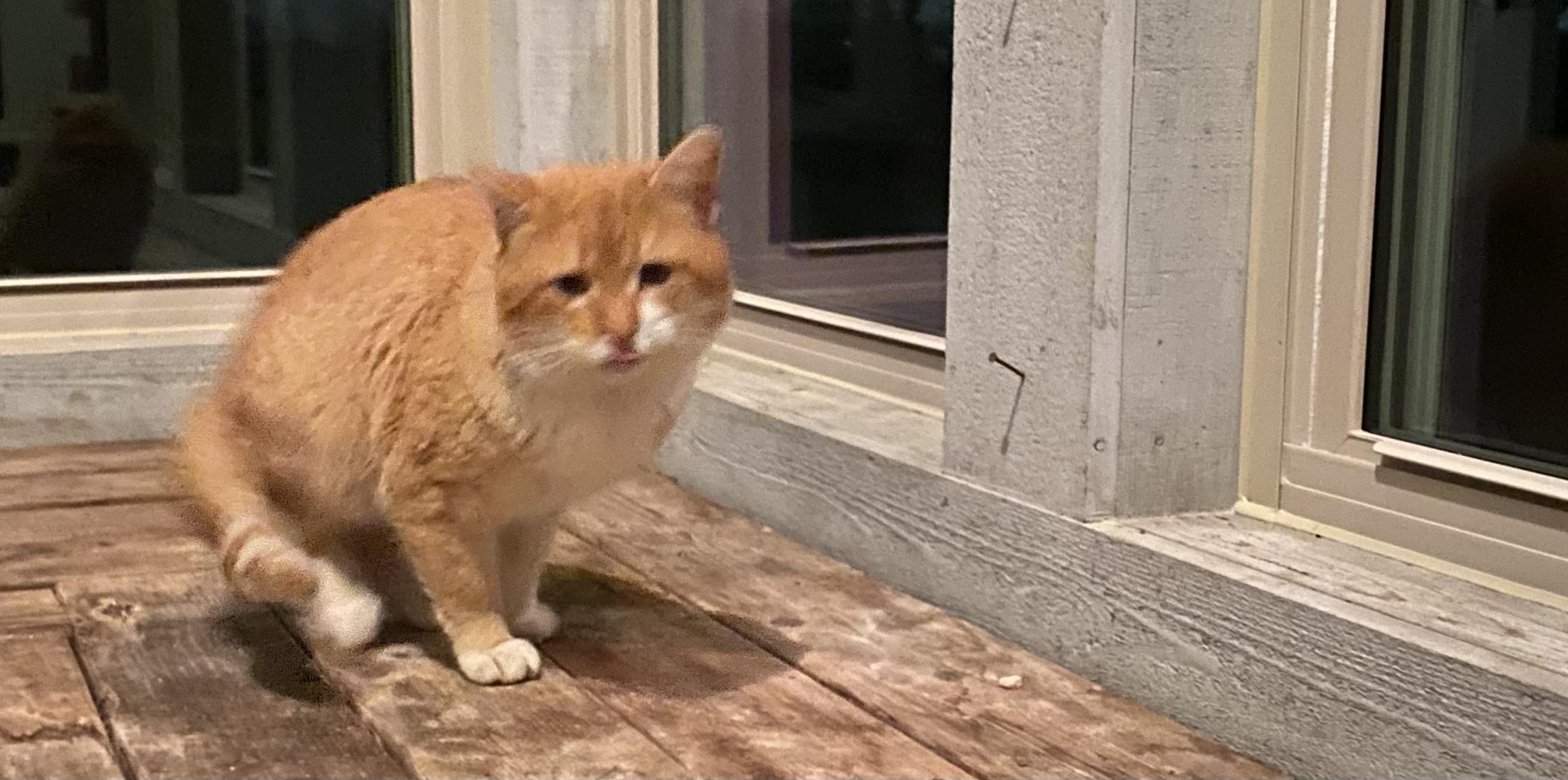 Enlarge Louie, aka Dreamsicle aka Creamsicle, an adopted mixed breed in Plain City, OH image 4/6