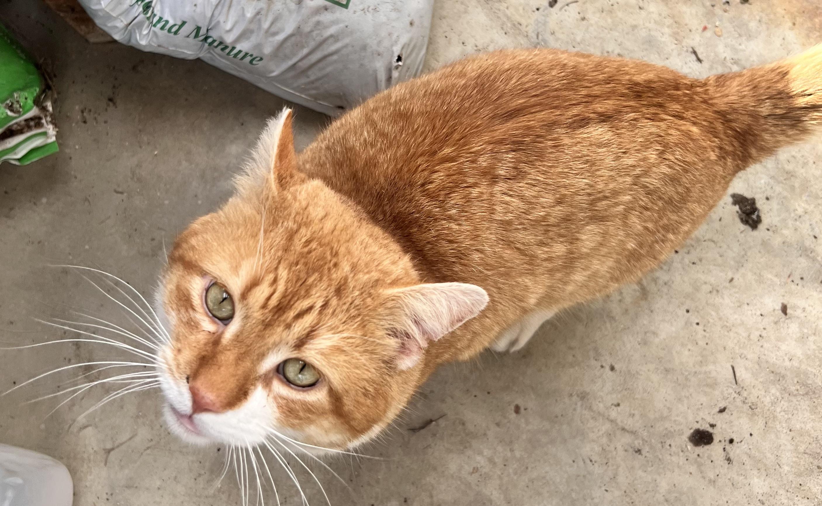 Enlarge Louie, aka Dreamsicle aka Creamsicle, an adopted mixed breed in Plain City, OH image 5/6