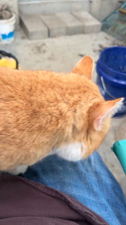 Enlarge Louie, aka Dreamsicle aka Creamsicle, an adopted mixed breed in Plain City, OH video 6/6