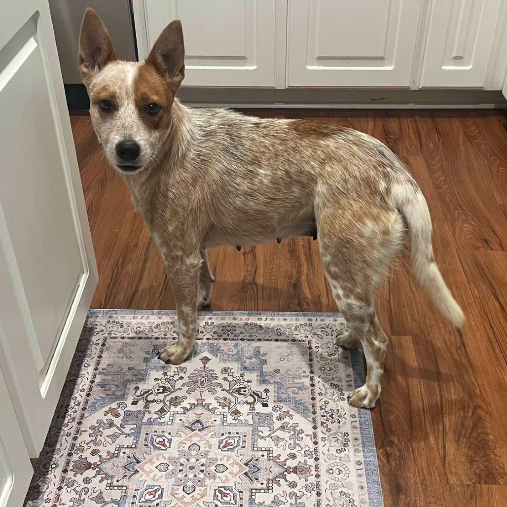 Little Girl, Adoptable, Adult Female Cattle Dog.