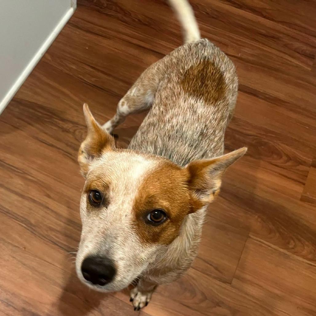 Enlarge Little Girl, a Adoptable Cattle Dog in Enterprise, AL image 2/2
