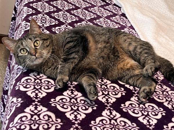 Enlarge Lucky, a Adoptable mixed breed in Osage Beach, MO image 1/1