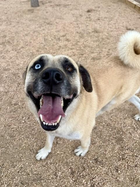 Enlarge Yeller, a ADOPTABLE mixed breed in Comfort, TX image 5/5