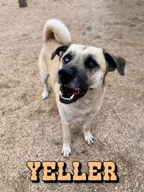 Enlarge Yeller, a ADOPTABLE mixed breed in Comfort, TX image 1/5