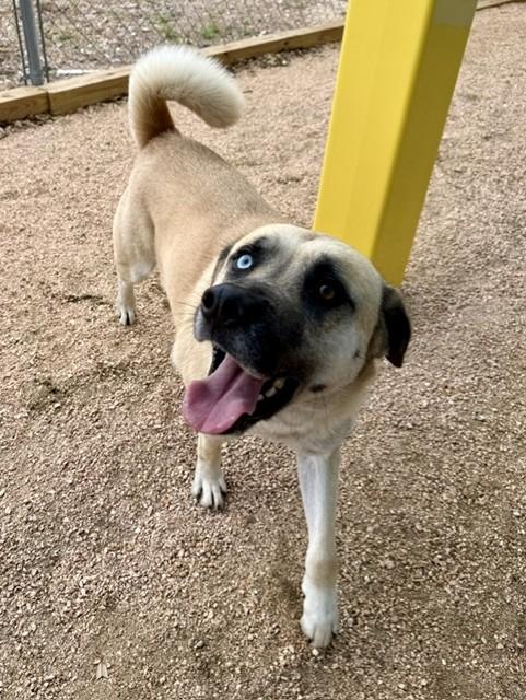 Enlarge Yeller, a ADOPTABLE mixed breed in Comfort, TX image 2/5