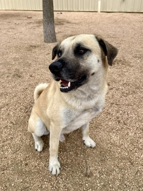Enlarge Yeller, a ADOPTABLE mixed breed in Comfort, TX image 4/5