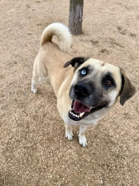Enlarge Yeller, a ADOPTABLE mixed breed in Comfort, TX image 3/5