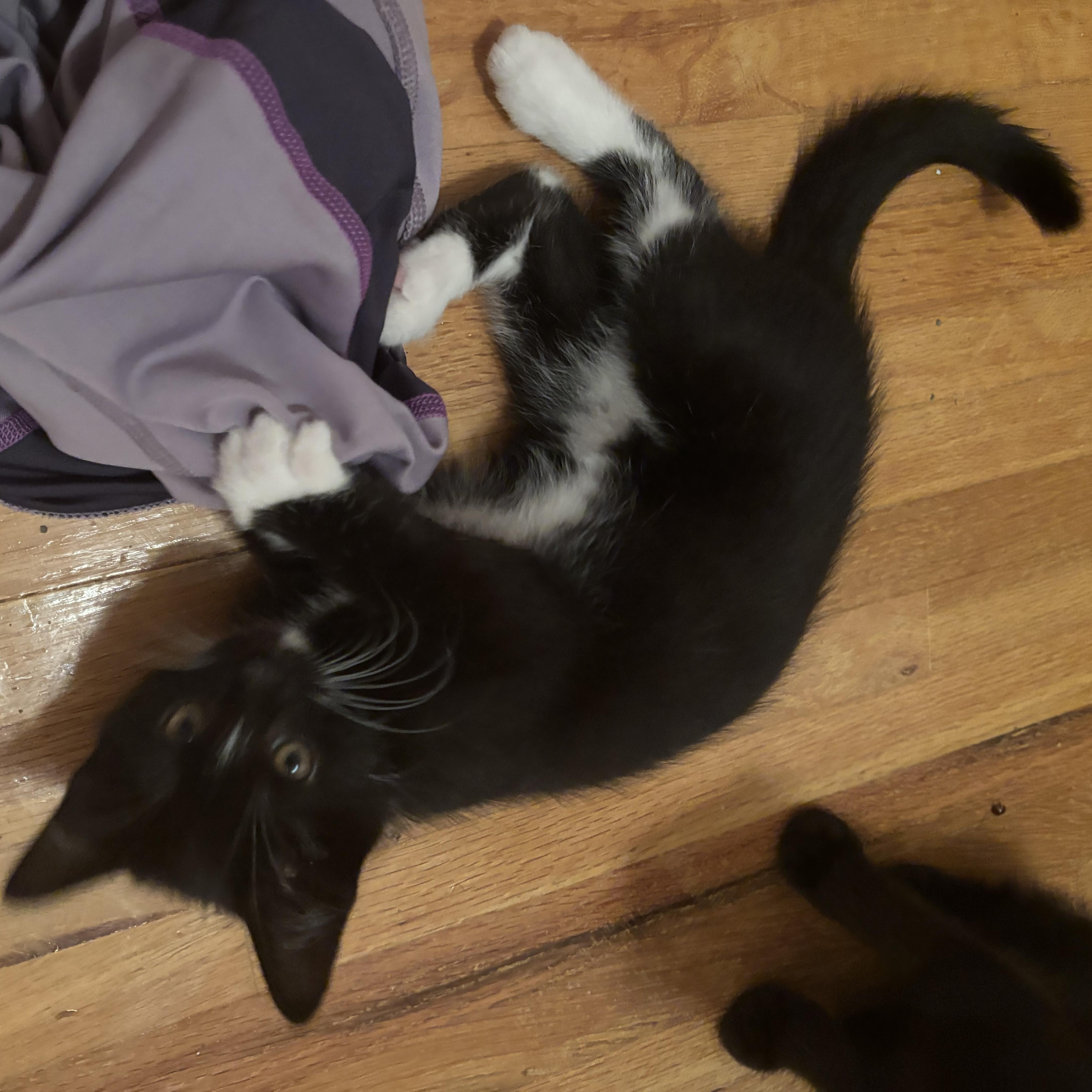 Bellatrix Lestrange, a Adoptable Domestic Short Hair in Boone, IA image 3/4