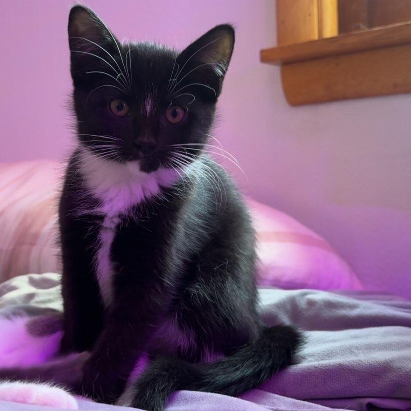 Bellatrix Lestrange, Adoptable, Kitten Female Domestic Short Hair.