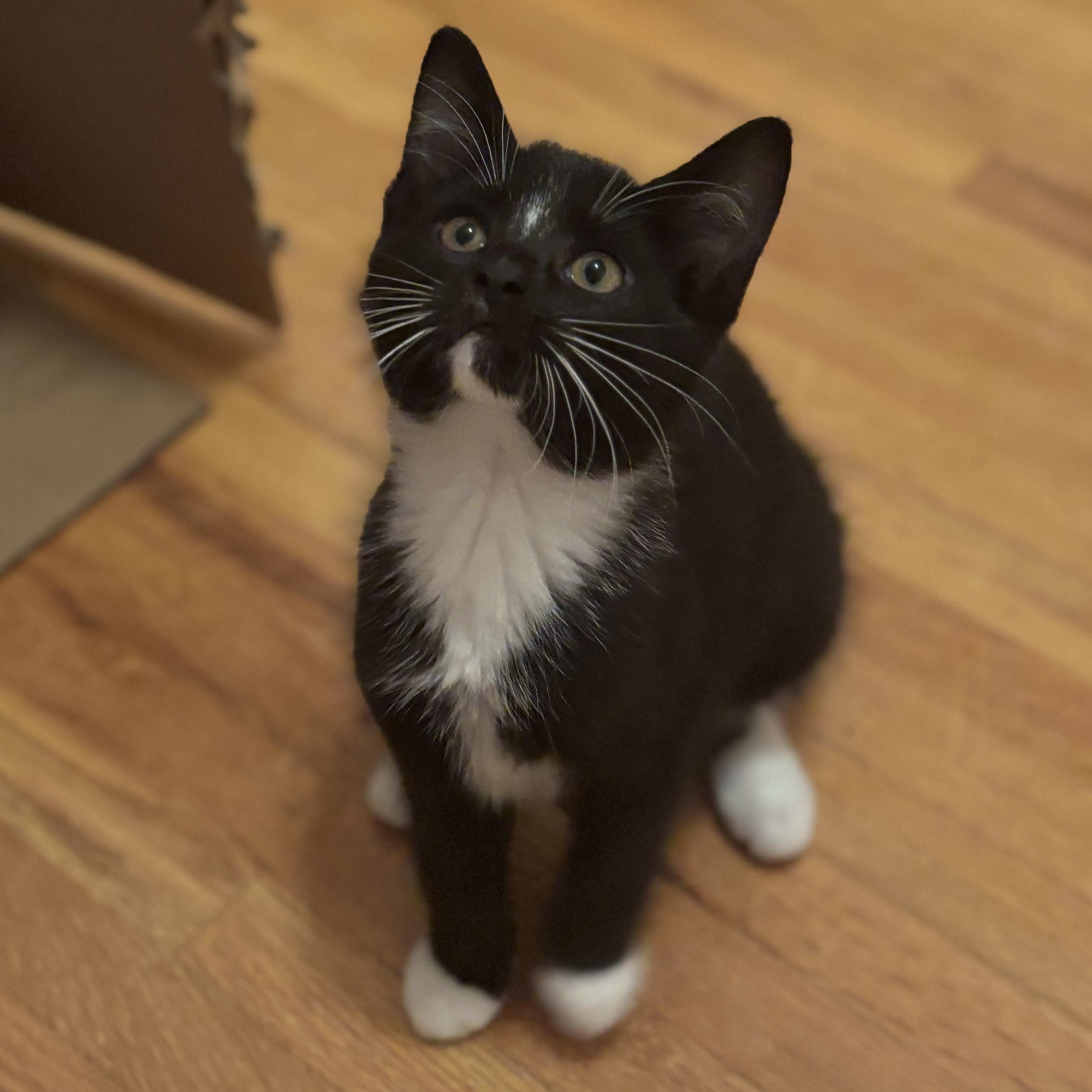 Bellatrix Lestrange, a Adoptable Domestic Short Hair in Boone, IA image 2/4