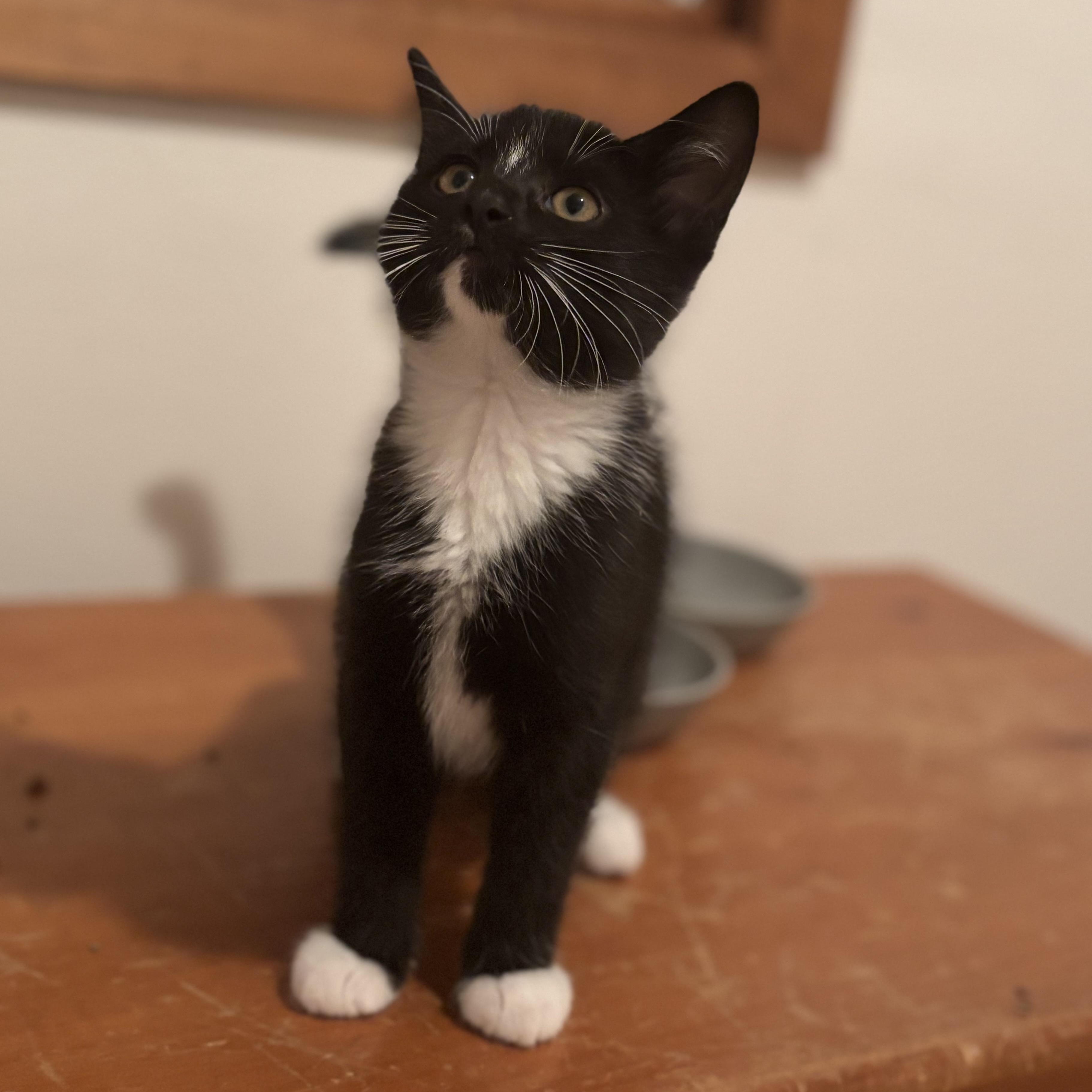 Bellatrix Lestrange, a Adoptable Domestic Short Hair in Boone, IA image 4/4