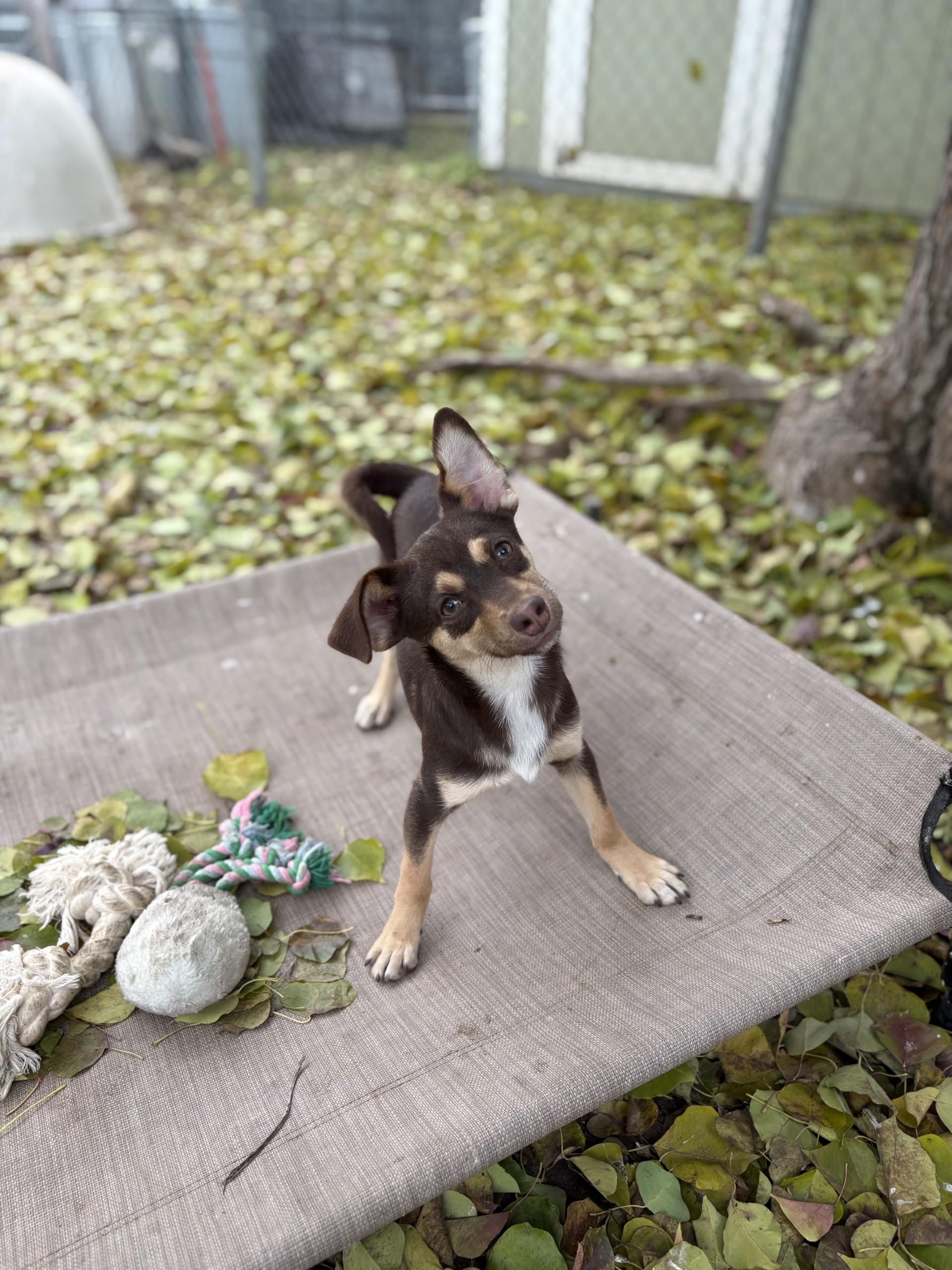 BABY DOPEY, Adoptable, Puppy Male Terrier.
