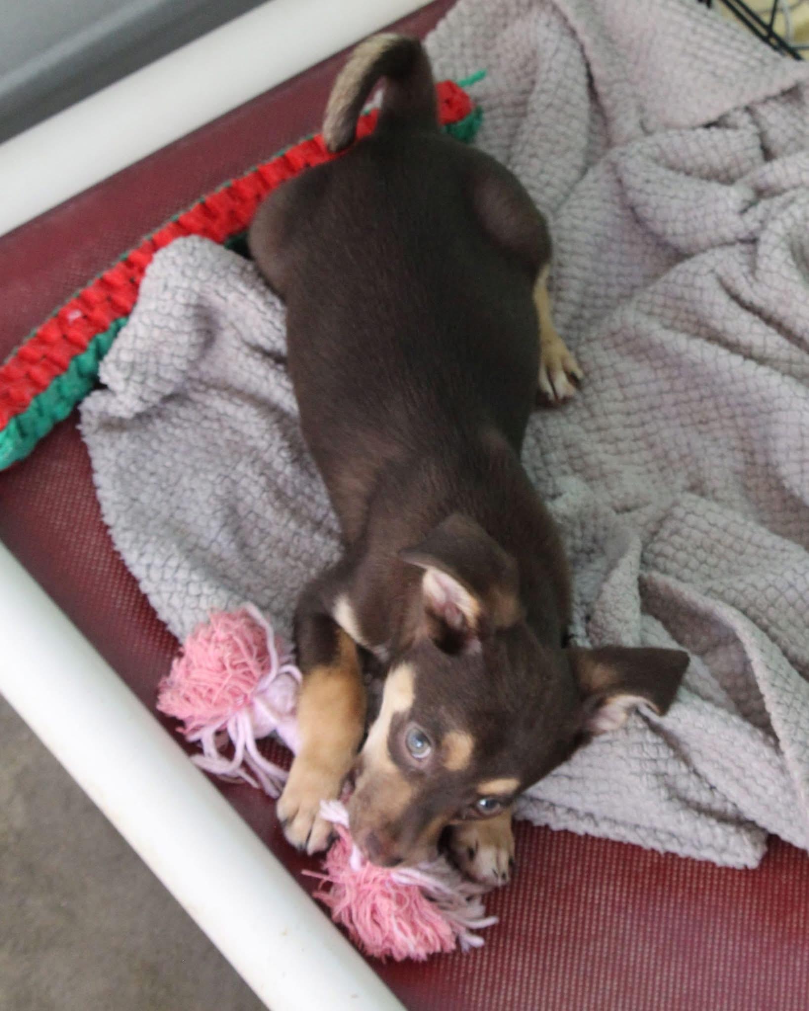 BABY DOPEY, a Adoptable Terrier in Fresno, CA image 1/4