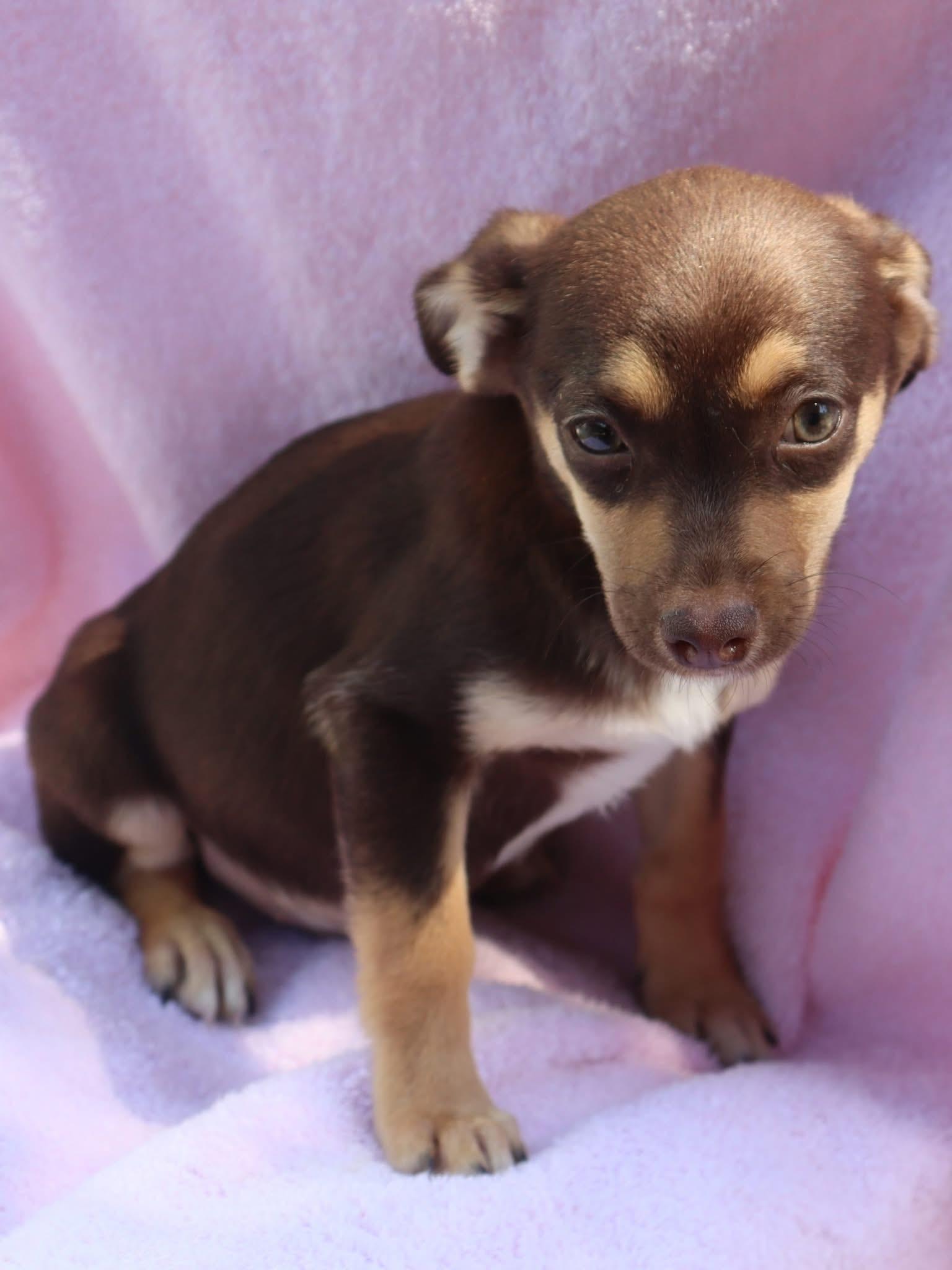 BABY DOPEY, a Adoptable Terrier in Fresno, CA image 2/4