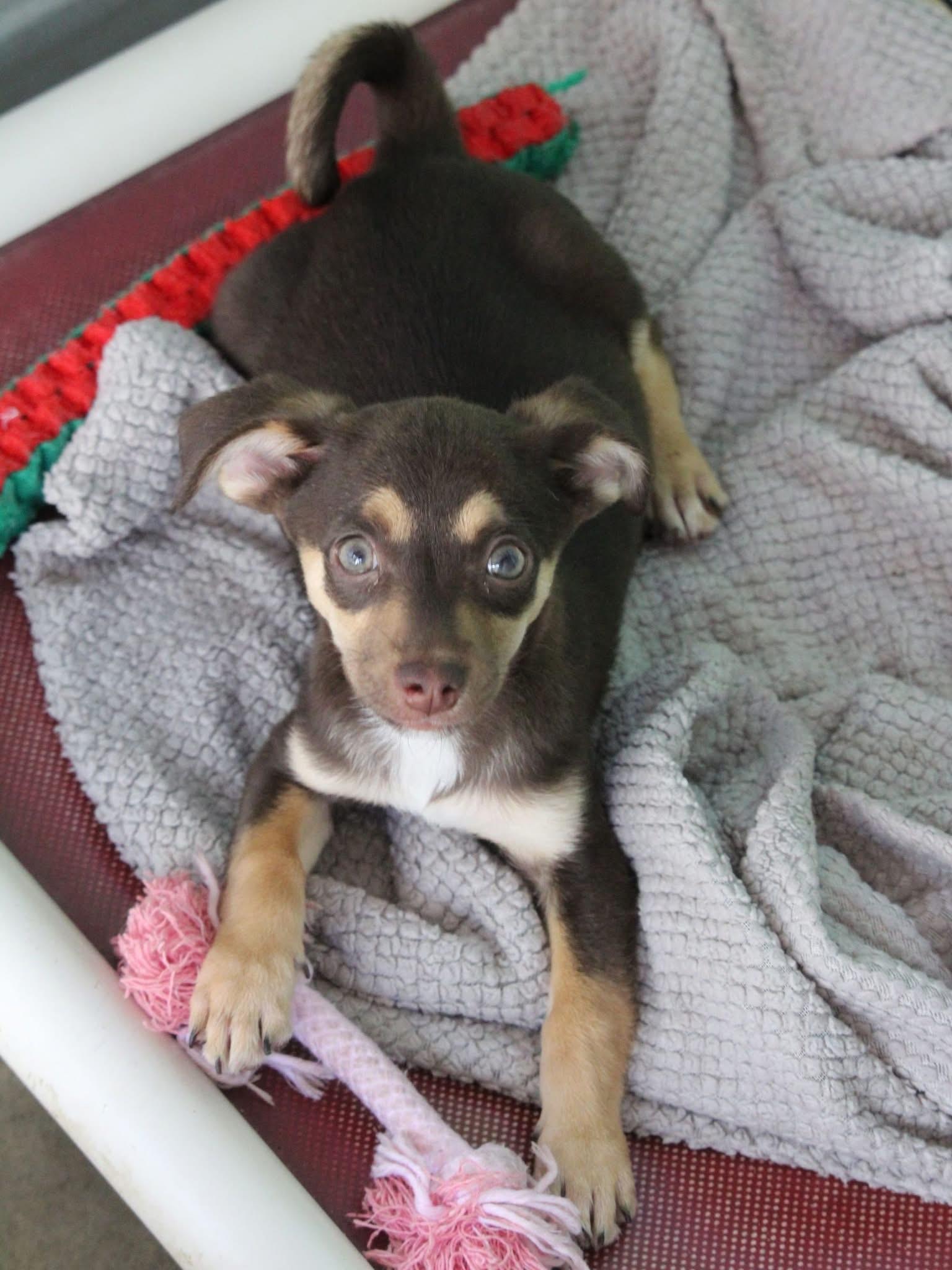 BABY DOPEY, a Adoptable Terrier in Fresno, CA image 3/4