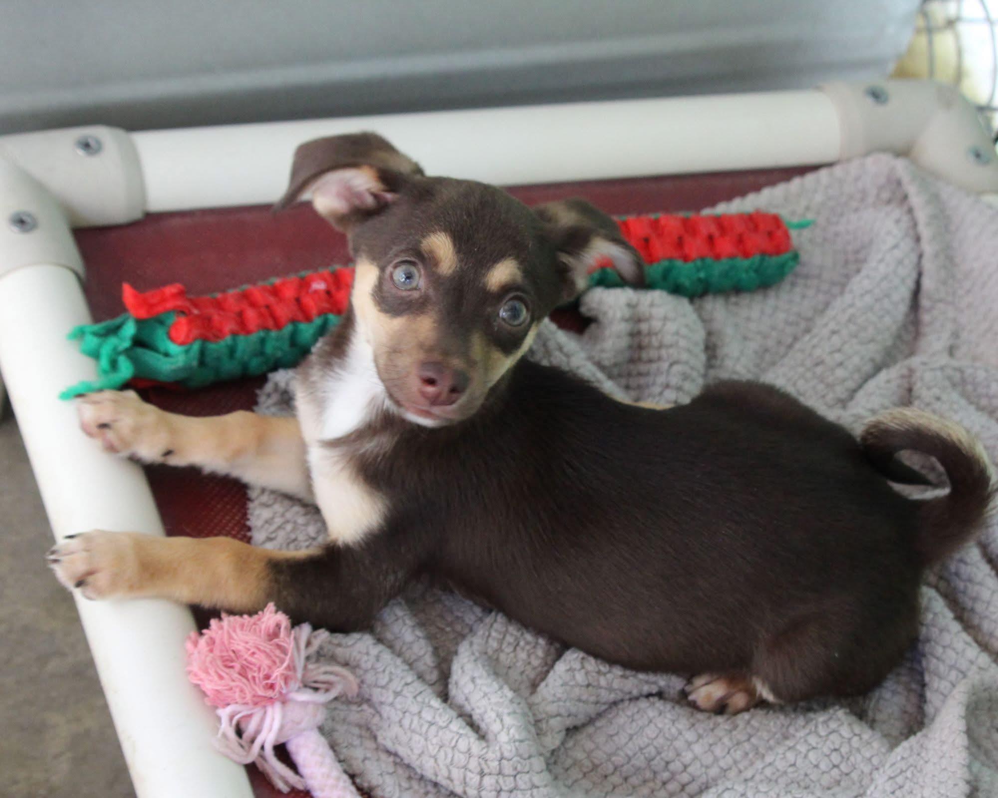 BABY DOPEY, a Adoptable Terrier in Fresno, CA image 4/4