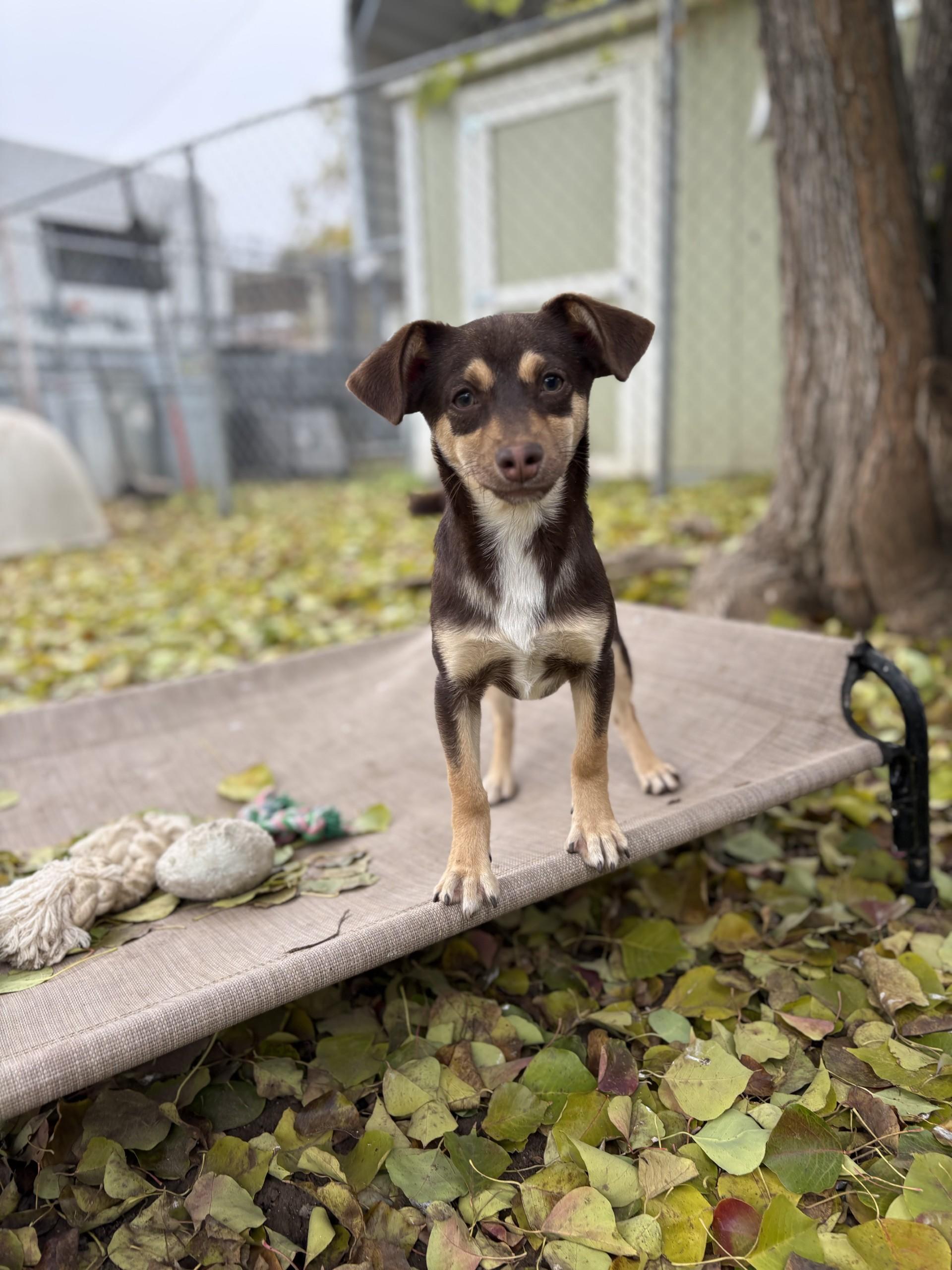 Enlarge BABY DOPEY, a Adoptable Terrier in Fresno, CA image 4/5