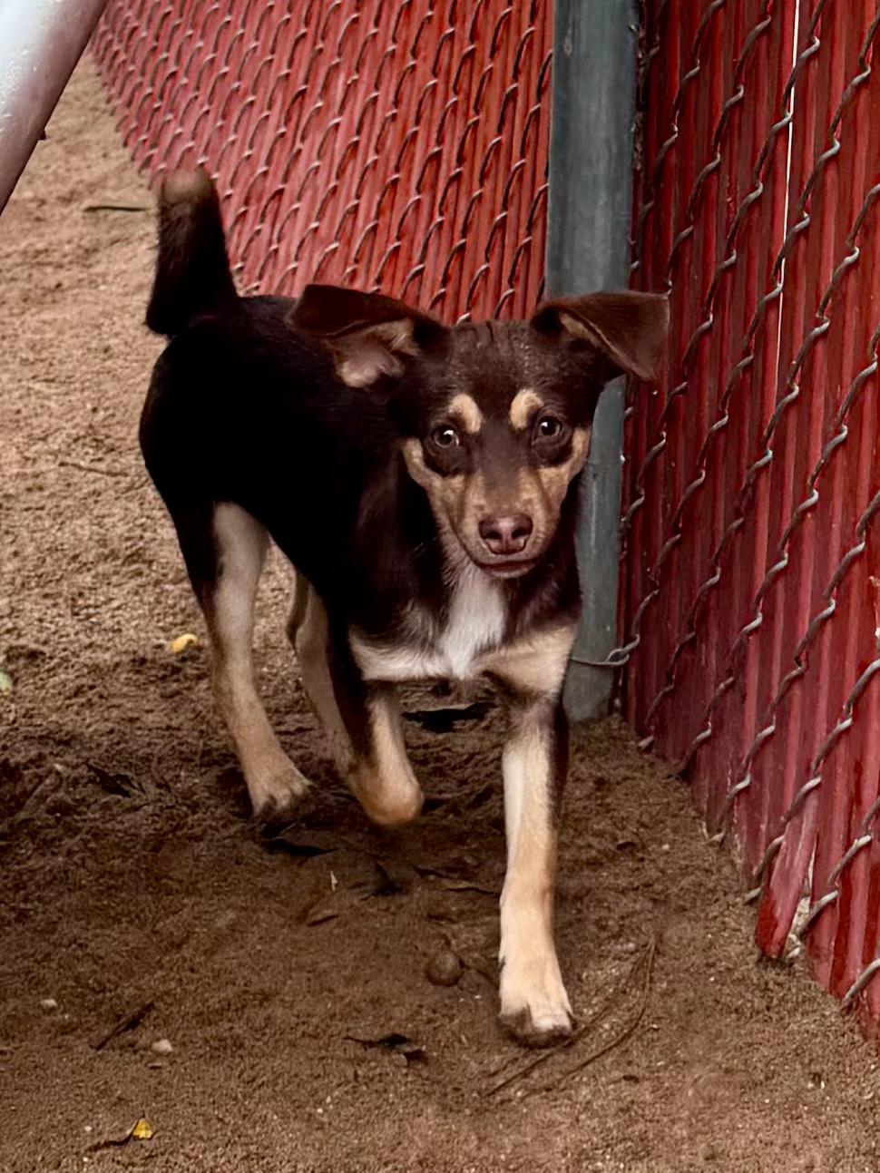 Enlarge BABY DOPEY, a Adoptable Terrier in Fresno, CA image 5/5