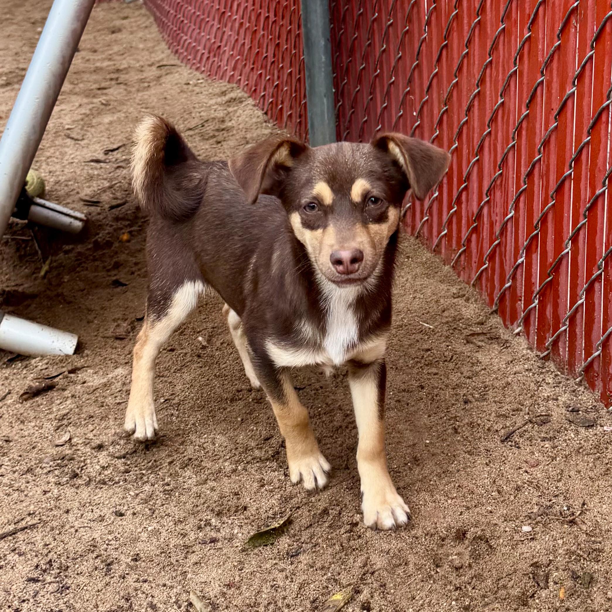 Enlarge BABY DOPEY, a Adoptable Terrier in Fresno, CA image 1/5