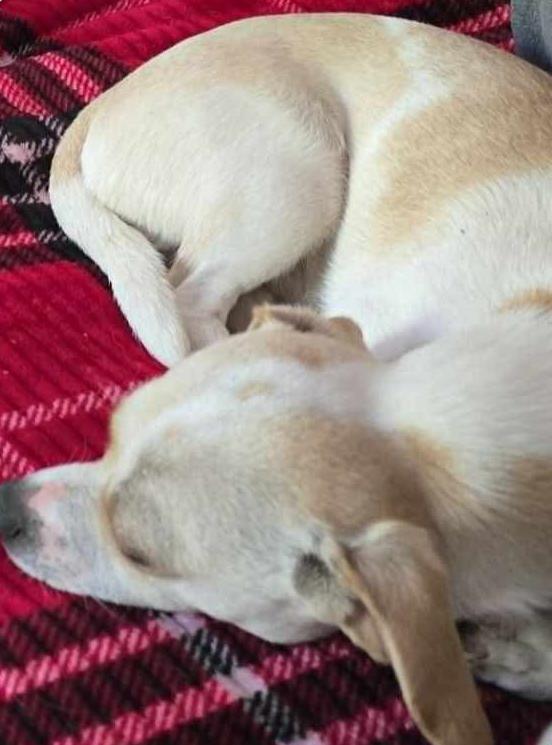 Enlarge Astro, a Adoptable mixed breed in Hopkinton, MA image 4/4