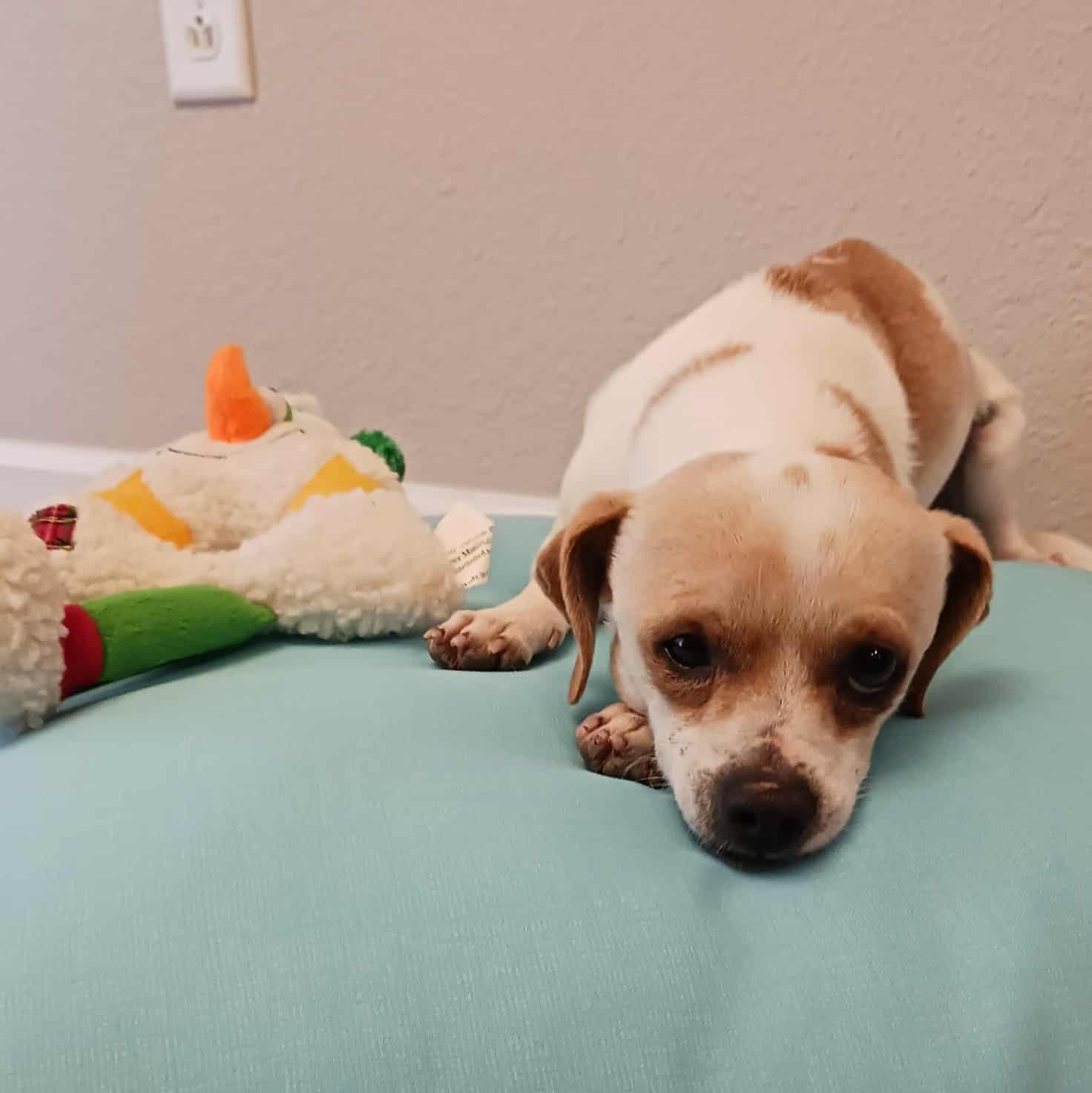 Enlarge Astro, a Adoptable mixed breed in Hopkinton, MA image 2/4