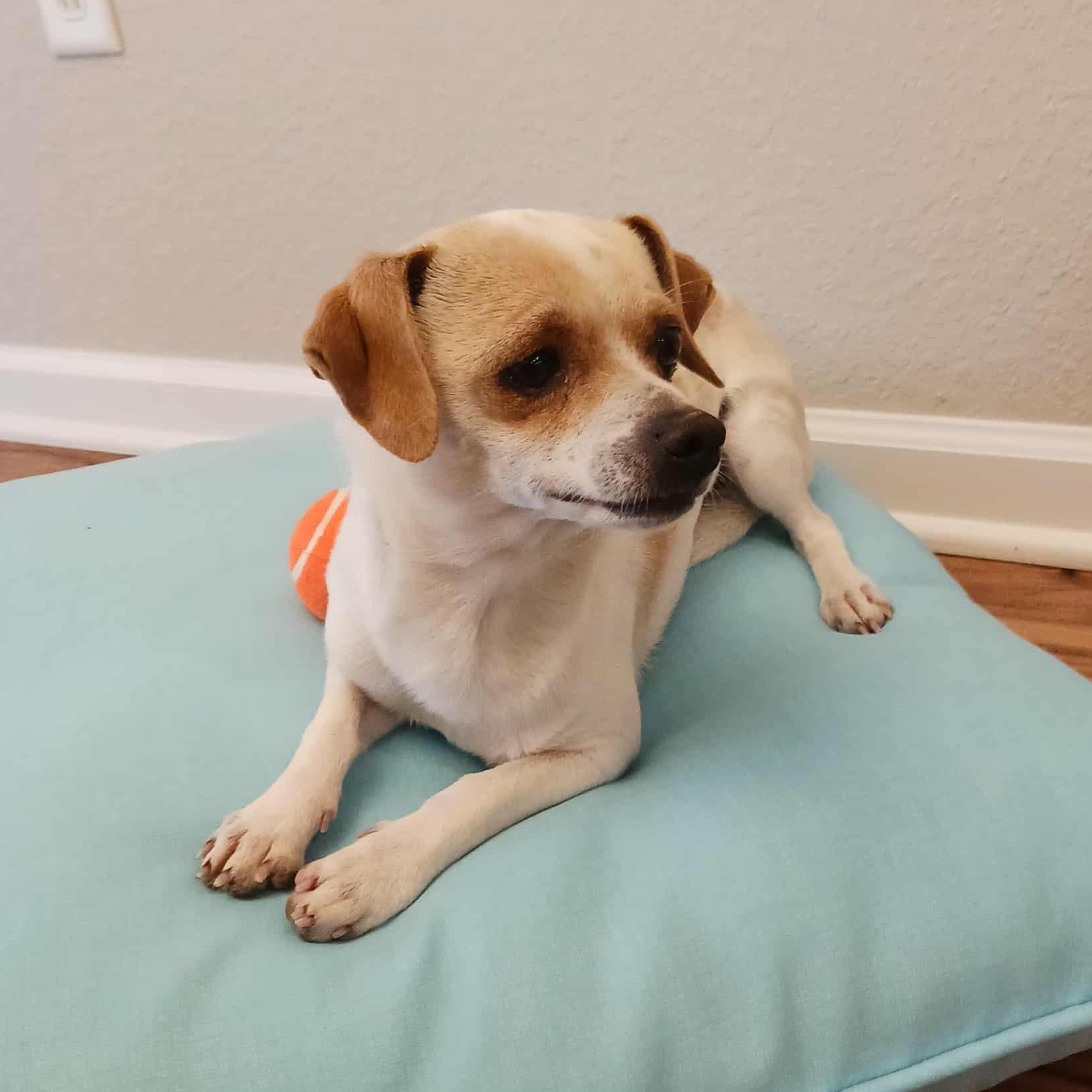 Enlarge Astro, a Adoptable mixed breed in Hopkinton, MA image 3/4