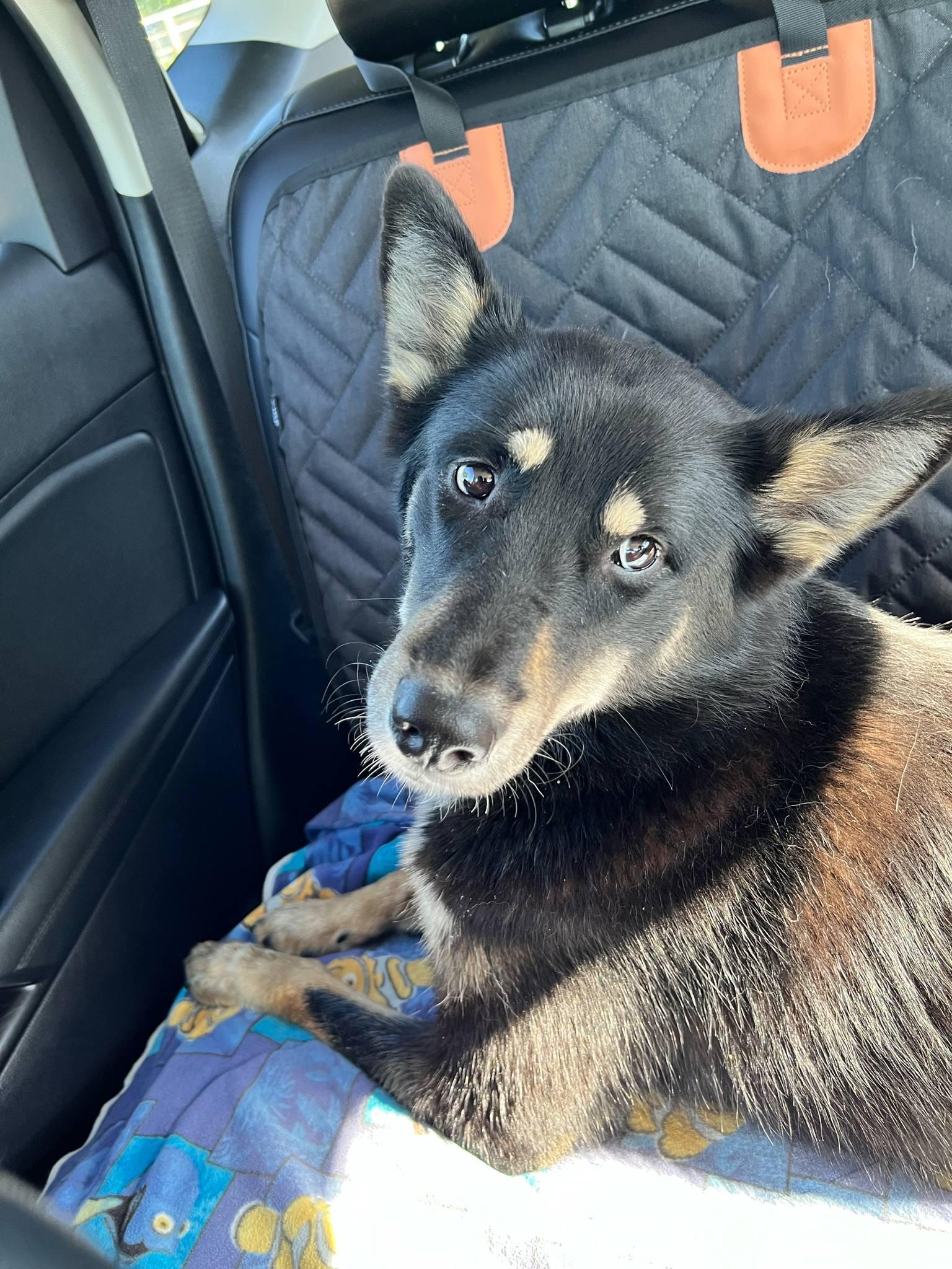 Serenity, a Adopted mixed breed in Vancouver, WA image 2/2