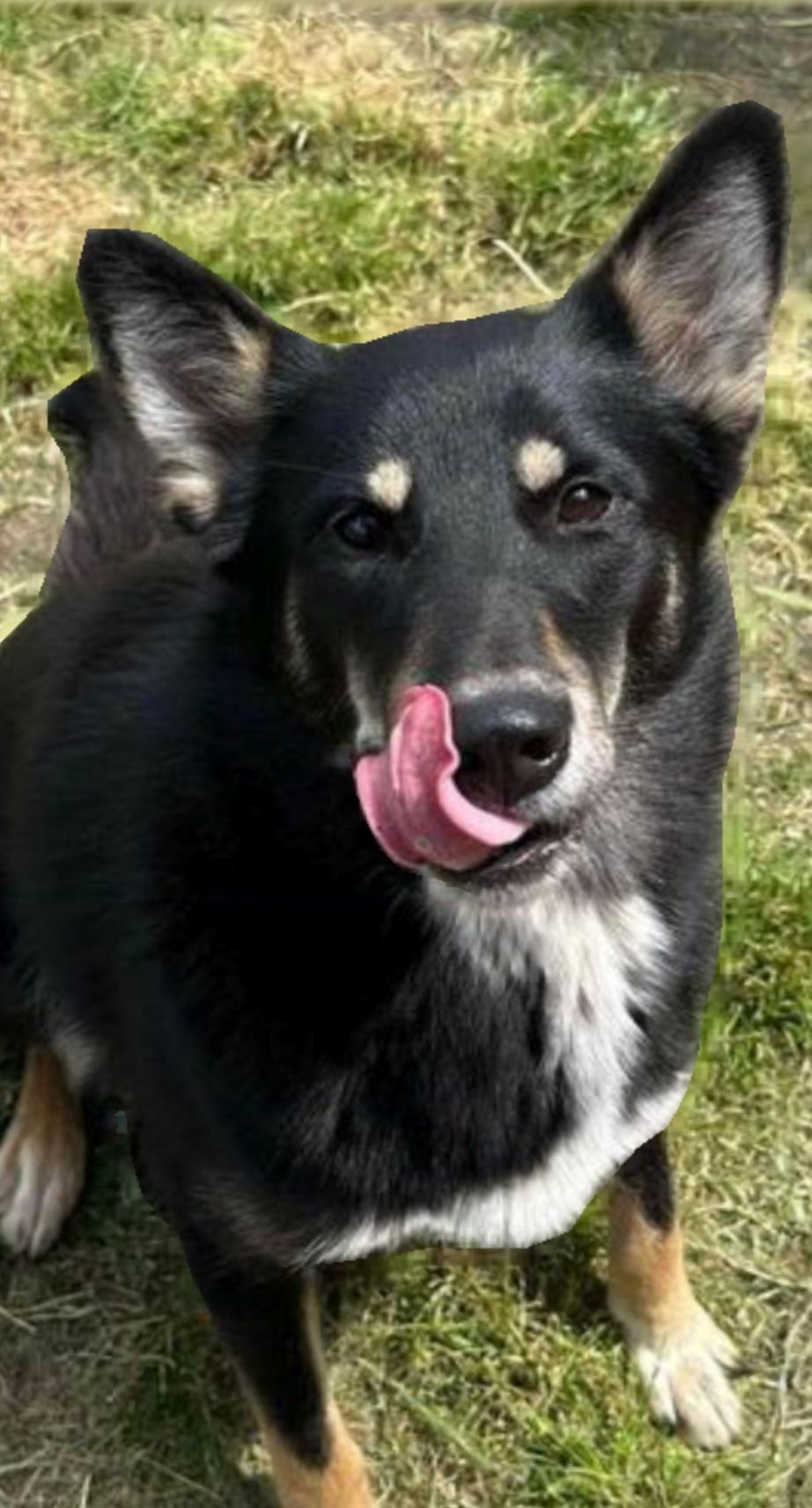 Serenity, a Adopted mixed breed in Vancouver, WA image 1/2