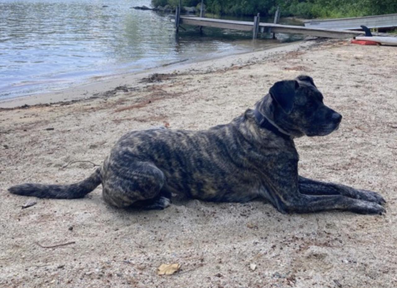 Enlarge Yeager, a Adoptable mixed breed in Manchester, NH image 5/6